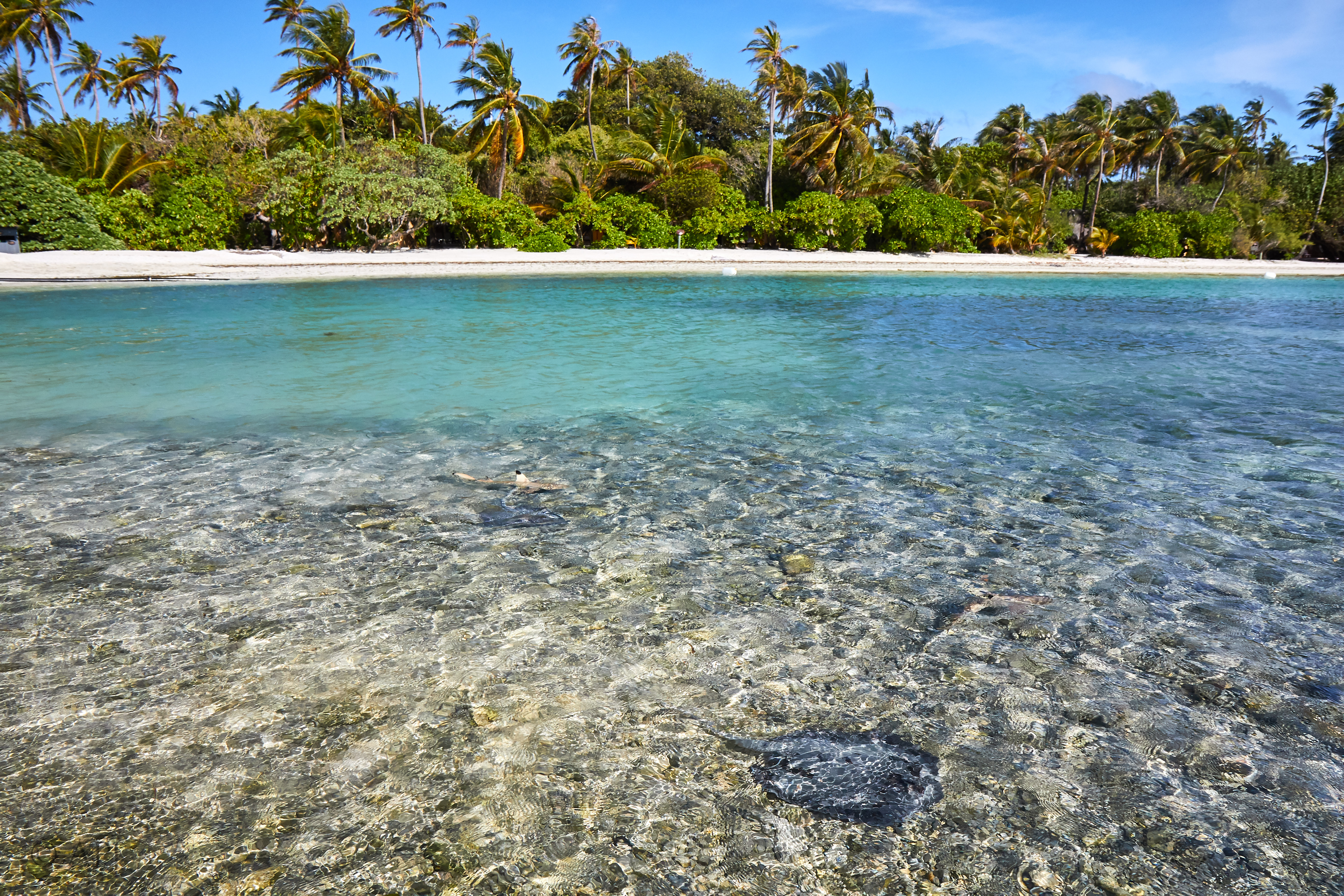 003978 21 08 17  Canon EOS 7D Mark II   Malediven2017